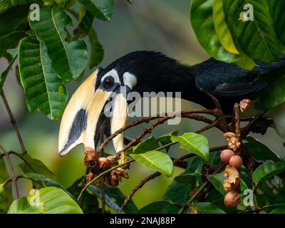 Oroscopo orientale, Anthracoceros albirostris, un uccello bianco e nero che mangia frutta nel Parco Nazionale Khao yai, Thailandia Foto Stock