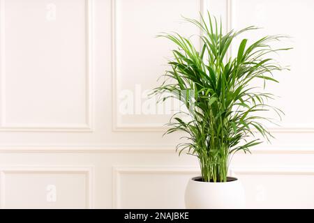 Bella pianta di palma vicino parete bianca all'interno, spazio per il testo. Decorazione della casa Foto Stock