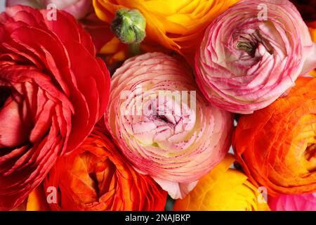 Bella fiori di ranuncolo fresco come sfondo, primo piano vista Foto Stock