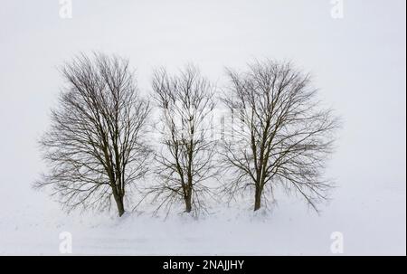 Gruppo di alberi in inverno fotografato dall'alto Foto Stock