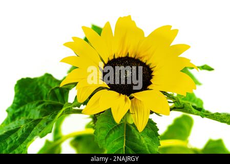 primo piano di petali di girasole con profondità di campo poco profonda su sfondo bianco Foto Stock