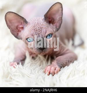 Ritratto del gattino canadese Sphynx gatto guardando la macchina fotografica, sdraiato su sfondo bianco, tappeto con pelo lungo. Primo piano gattino femminile senza capelli. Monolocale Foto Stock