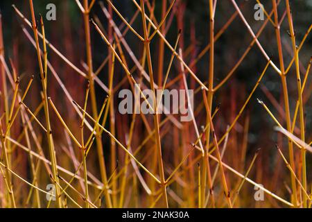 Primo piano dei gambi di Cornus sanguinea a metà inverno nel giardino del Regno Unito febbraio Foto Stock