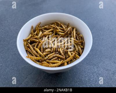 Ciotola con snack all'interno fatto di insetti lombrichi larve essiccate di lombrichi gialli (Tenebrio molitor), Germania Foto Stock