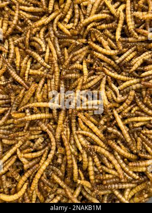 Cibo da insetti insetto cibo mealworm larve essiccate di mealworm giallo (Tenebrio molitor), Germania Foto Stock