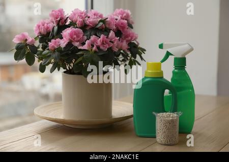 Azalea in pentola e diversi fertilizzanti di piante per la casa su davanzale in legno all'interno Foto Stock