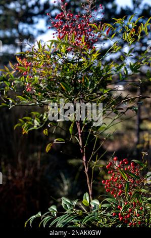 Nandina domestica, bambù celeste, Berberidaceae. Bacche rosse lucide mostrate nel tardo inverno. Foto Stock