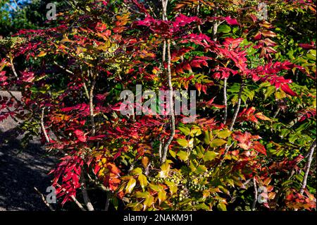 Mahonia Bealei, Beals Mahonia, Berberis bealei, ,Mahonia japonica Bealei Group, Berberidaceae. Foglie colorate nel tardo autunno/inizio inverno. Foto Stock