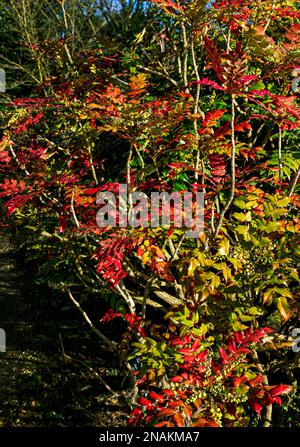 Mahonia Bealei, Beals Mahonia, Berberis bealei, ,Mahonia japonica Bealei Group, Berberidaceae. Foglie colorate nel tardo autunno/inizio inverno. Foto Stock