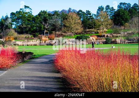 cornus sanquinea fuoco di metà inverno, dogwood comune, a RHS Hyde Hall in un giorno di inverni soleggiato. Foto Stock