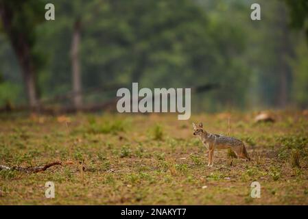 Golden jackal o Canis aureus profilo laterale in campo aperto e in habitat naturale verde a kanha parco nazionale foresta madhya pradesh india asia Foto Stock