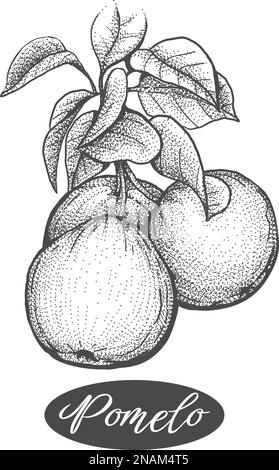 Incisione di branca di pomelos Illustrazione Vettoriale