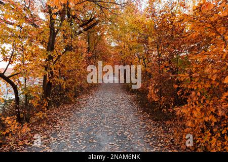 In mezzo al parco in autunno, foglie gialle. Un buon posto per camminare. Foto Stock