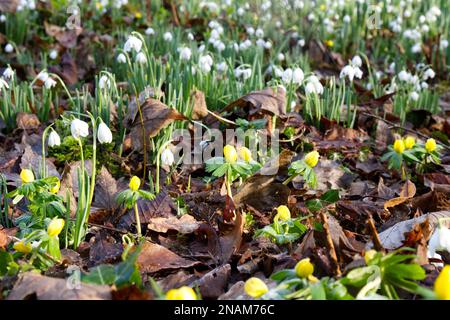 Fiori gialli di aconiti invernali, erenthis hyemalis e gocce di neve bianca, galanthus nivalis naturalizzato in un giardino boschivo britannico febbraio Foto Stock