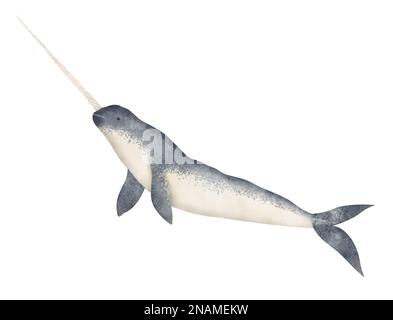 Illustrazione acquerello di Narwhal. Disegno disegnato a mano di un grande animale mammifero oceanico su sfondo isolato. Balena subacquea con corno per il design di poster o zoo. Disegni marini realistici in blu. Foto Stock