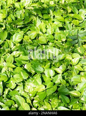 Epipremnum aureum full frame pianta tropicale vista dall'alto, concetto di sfondo Foto Stock