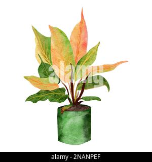 Illustrazione disegnata a mano dell'acquerello del principe del philodendron di houseplant arancione, foglie verdi fiore della pianta della pentola del pastello del POT, fogli tropicali del fogliame, varietà costosa. Giungla urbana natura amanti specie erba. Foto Stock