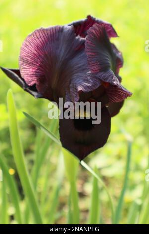 Un primo piano di Tall Bearded Iris, Iris 'Samurai Warrior'. Foto Stock