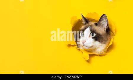 Ritratto di carino gatto che si rompe attraverso il foro in sfondo giallo carta, panorama con spazio libero, banner Foto Stock