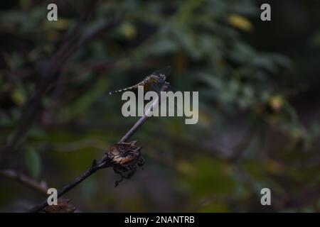 Libellula gialla ad anello su libellula gialla e rossa di branca originaria del Sudafrica Foto Stock