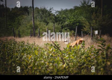 Foto di cervi che saltano fuori da un campo a Subotica, Serbia. Cervi o cervi veri sono mammiferi ruminanti zoccolati che formano la famiglia Cervidae. Foto Stock