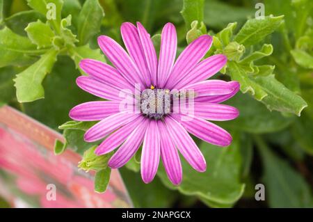 Osteospermum Nairobi Daisy africana viola Foto Stock