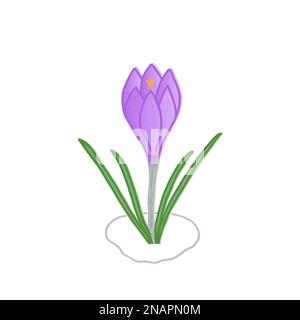 Fiore primaverile primaverile viola Crocus cresce su macchie scongelate. Semplice disegno a mano multicolore in stile doodle. Isolato su sfondo bianco. Illustrazione Vettoriale