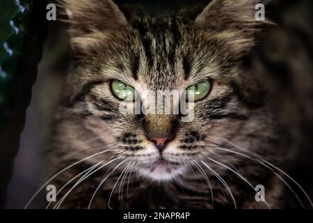 Immagine di un gatto di tabby randagio, in piedi guardando il fotografo con occhi curiosi. Foto Stock