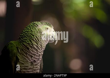 Immagine di un pappagallo grigio in piedi e in posa alla telecamera. Il pappagallo grigio (Psittacus erithacus), noto anche come il pappagallo grigio del Congo, Congo Africano Foto Stock