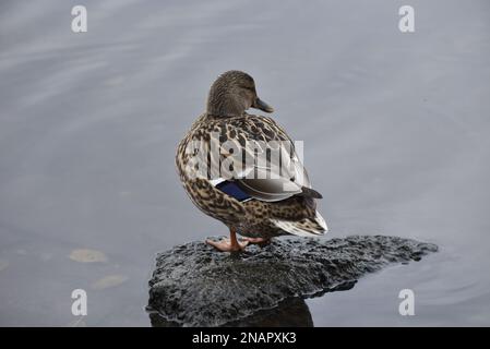 Vista posteriore di un'anatra femminile di Mallard (Anas platyrhynchos) in piedi sulla cima di una roccia in acque calme poco profonde con la testa girata a destra di Image, nel Regno Unito Foto Stock