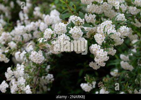 Spiraea chamaedryfolia o germander meadowdolce o spirea alce fiori bianchi con fondo verde. Magnifico arbusto Spiraea chamaedryfolia Foto Stock