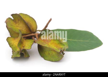 Frutto ayurvedico arjun su sfondo bianco Foto Stock