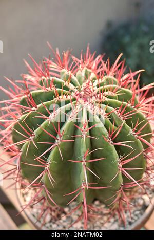 Ferocactus pilosus rosso spine da vicino Foto Stock