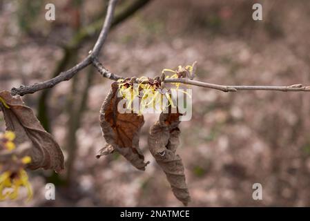 Hamamelis virginiana fiore giallo Foto Stock