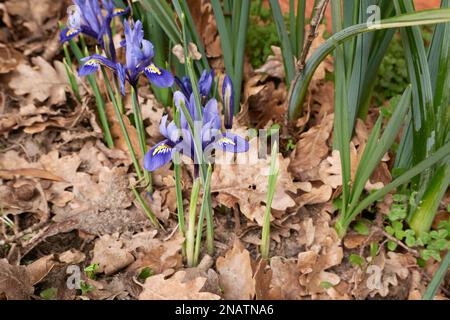 Iris reticulata fiori blu Foto Stock