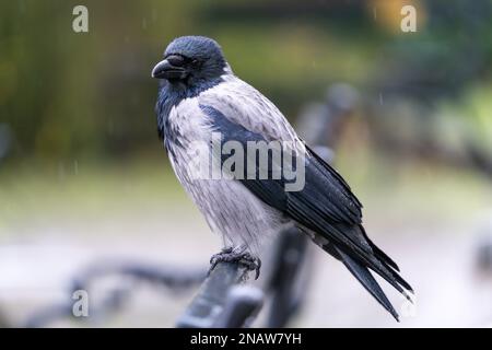 Corvo con cappuccio (Corvus cornix), chiamato anche felpa con cappuccio, arroccato su un ramo di betulla come piove. Bokeh indietro. Foto Stock