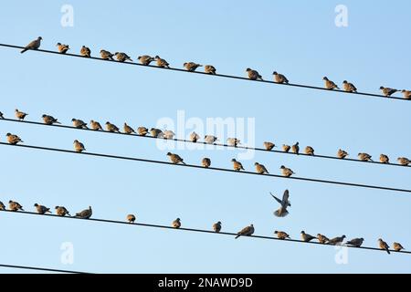 Colombe - gregge poggiano sui cavi elettrici Foto Stock