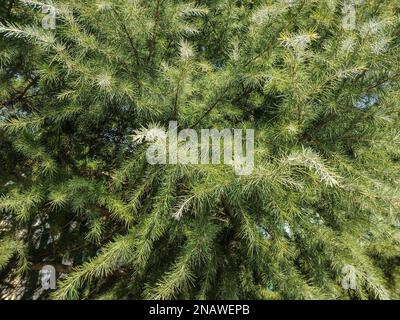 Verde albero Deodar. Cedrus deodara Foto Stock