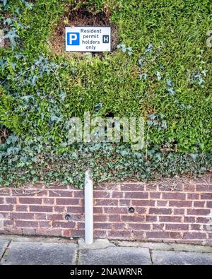 Cartello di parcheggio "solo titolari di permesso residente" parzialmente inghiottito da una siepe a Elm Grove Road, Exeter, Devon, Regno Unito. Foto Stock