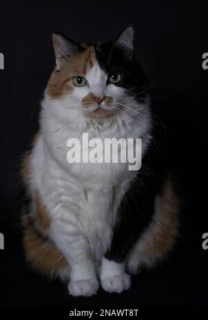 Gatto di calicò Foto Stock