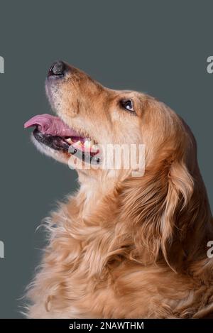 Bel ritratto di Cute Golden Retriever Dog guardando in alto. Foto Stock