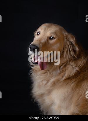 Bel ritratto di Cute Golden Retriever Dog con sfondo nero. Foto Stock