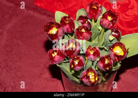 rosso scuro con tulipani gialli su sfondo rosso Foto Stock