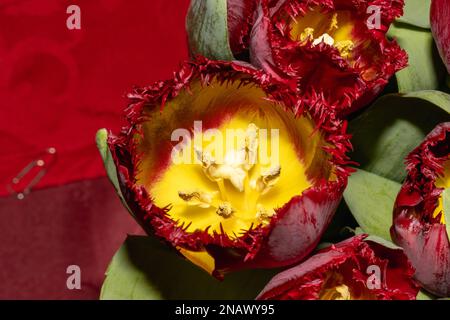 rosso scuro con tulipani gialli su sfondo rosso Foto Stock