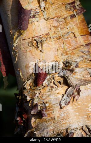 Corteccia invernale di Betula nigra 'Heritage', noto anche come betulla nera, di fiume o d'acqua in un giardino britannico febbraio Foto Stock