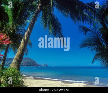 Alberi di palma PLAYA AGUJA TARCOLES spiaggia del litorale del Pacifico di Costa Rica Foto Stock