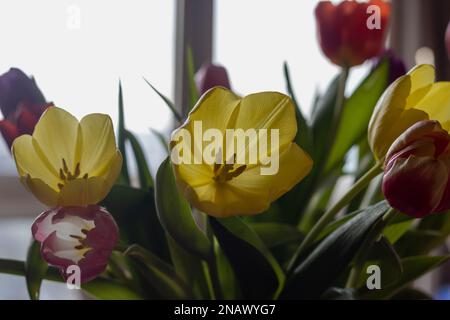 tulipani interni. Colorfull che cresce in un vaso. Foto Stock