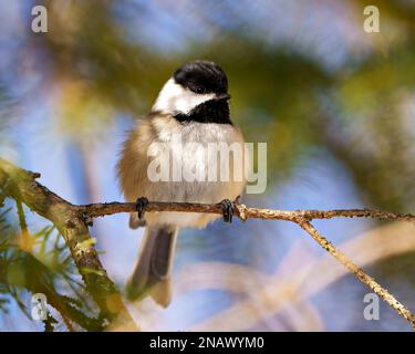 Chickadee primo piano vista frontale arroccato su un ramo con uno sfondo di foresta sfocato nel suo habitat circostante e l'ambiente in cui sono presenti piume, Foto Stock