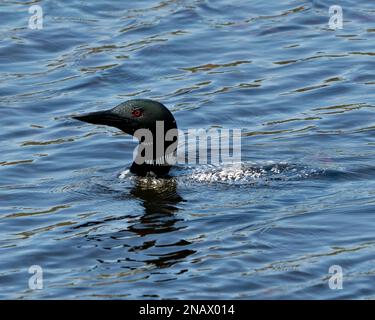 Common Loon testa ripresa primo piano vista del profilo nuoto nel lago nel suo ambiente e habitat. Loon in Wetland Image. Lago Loon on. Scorta fotografica Loon Foto Stock