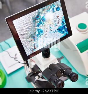 Stereomicroscopio di ricerca con monitor Foto Stock